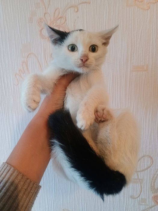 Отдам в добрые руки котенка
