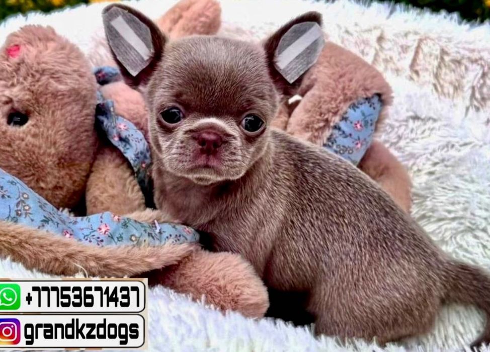 Чихуахуа одарят ласками