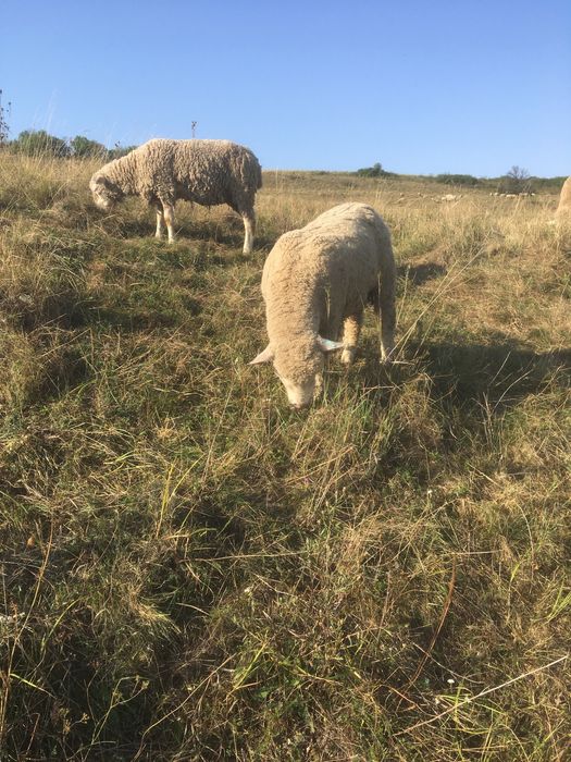 Scinb berbec ill de frans