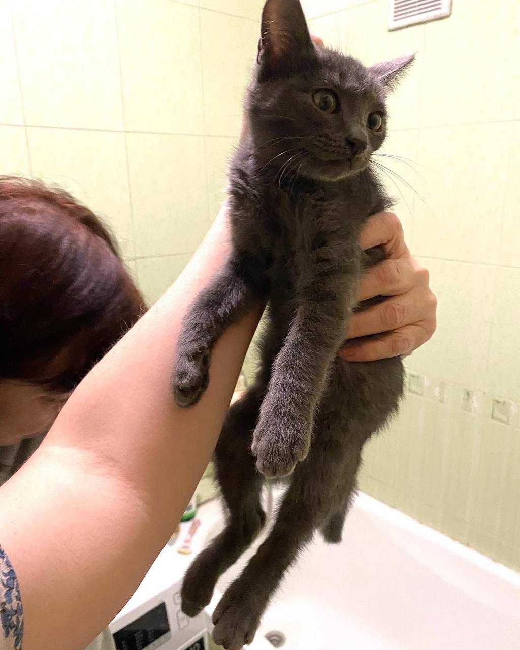 Котенок (девчока) ищет дом