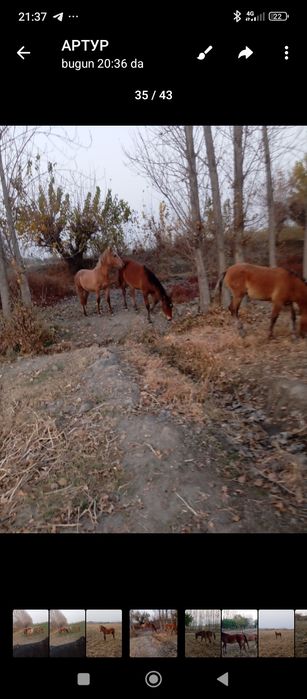 Тойлар сотилади 40 миллон ками бор