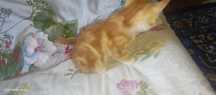 кошка жёлто белая ему 1 месяцев