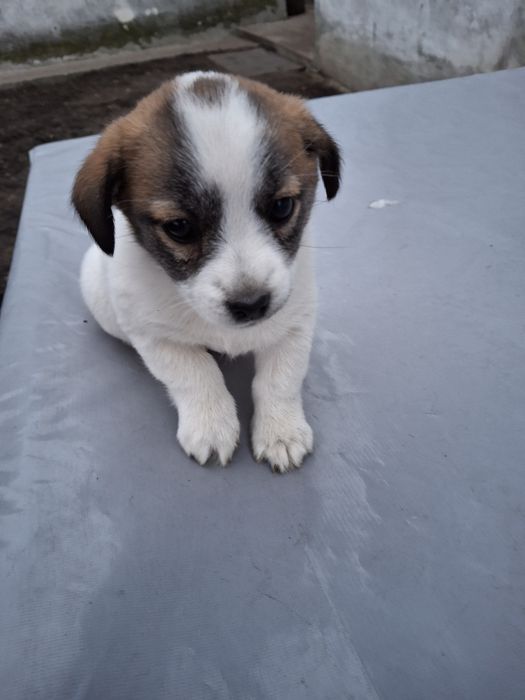 Donez/dau spre adopție cățelușă