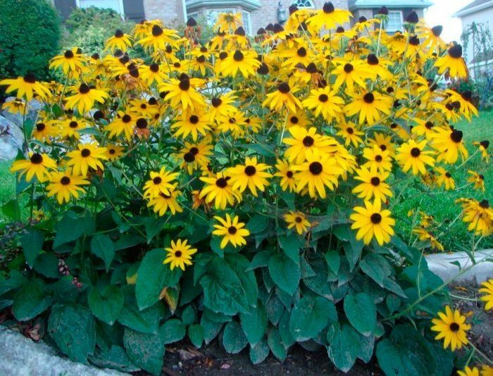 Рудбекия (Rudbeckia) бесплатно