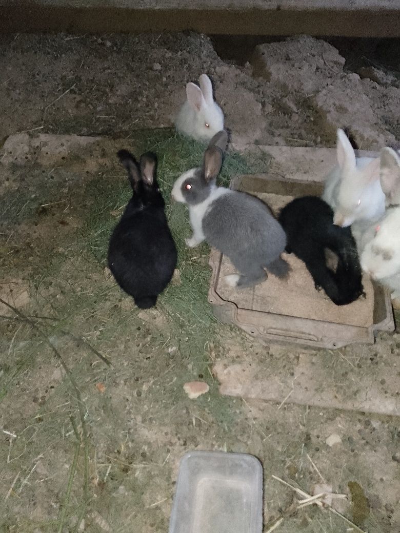 Quyon bolalari sotiladi ikki oylikdan oshgan