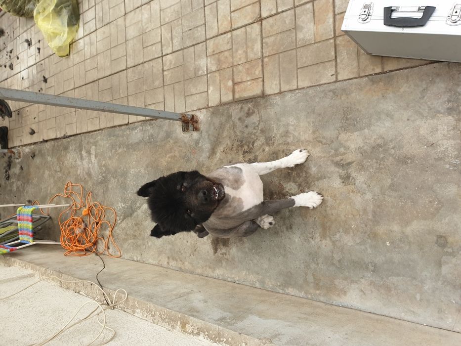 Tund / tuns caini la domiciliu inclusiv talie mare si uriasa