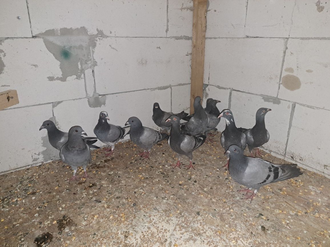 Porumbei voiajori linie bună