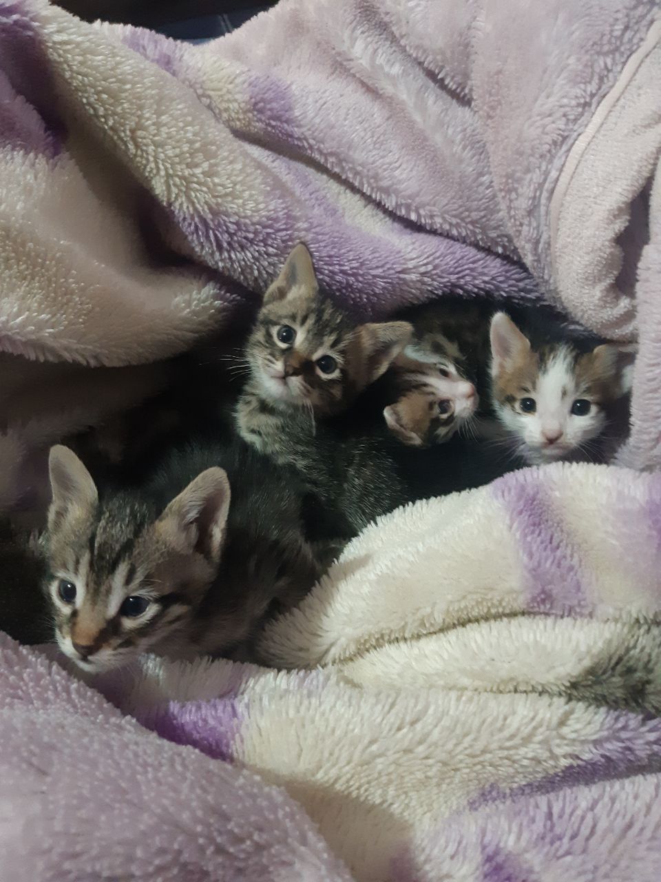 Котенок бесплатно