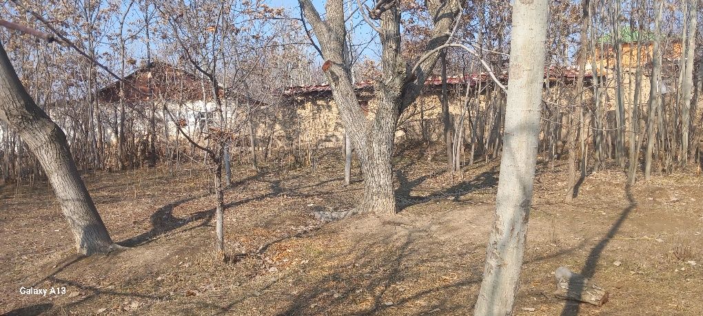 Sherobod tumani zarabog' qishlog'ida Tomarqa sotiladi so'tig'i 5milion