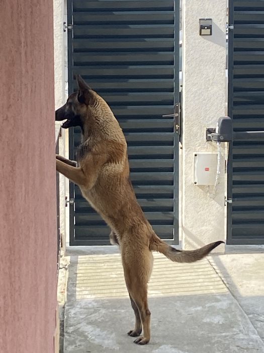 Ciobanesc Belgian Malinois