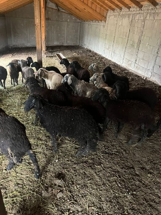 Miei karakul de ținut