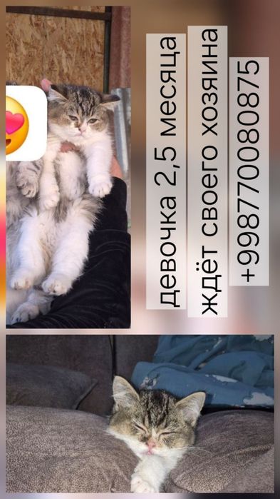 Кошка британка, продаётся