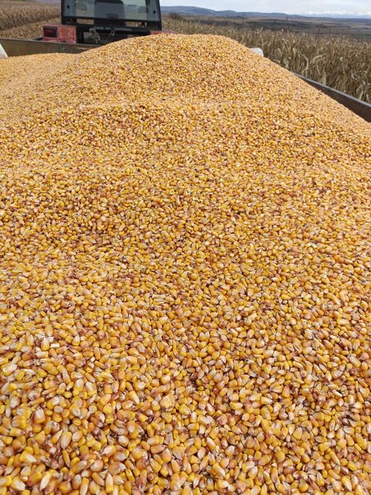 Vand ...porumb boabe