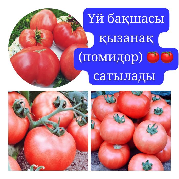 Помидоры домашние