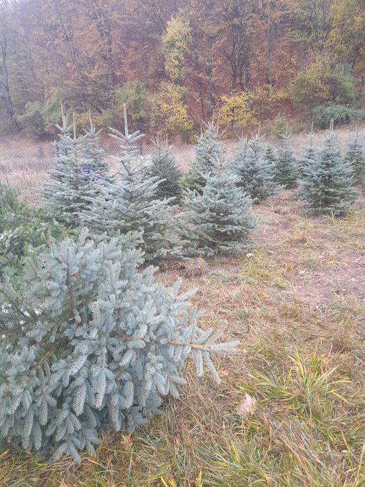 Braz mesteacăn tei pawlonia artar