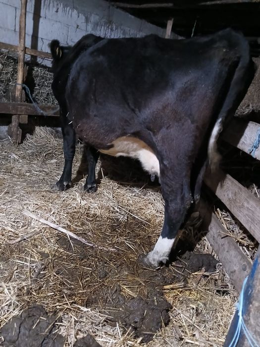 De vânzare vacă gestantă