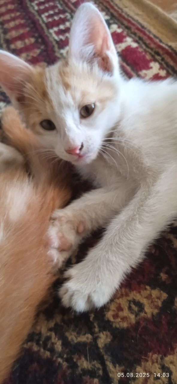 Котëнок по имени белка