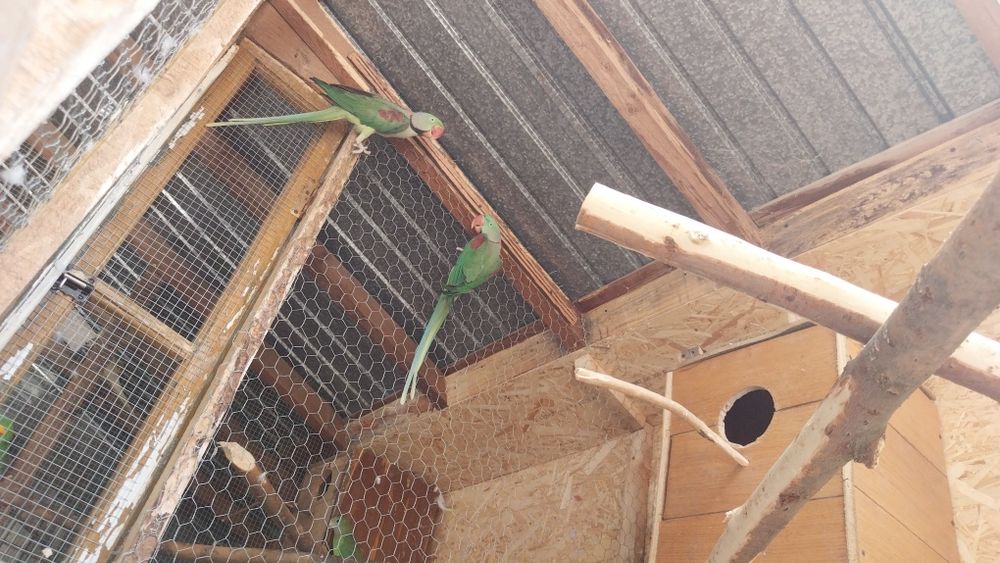 Pereche Marele Alexandru  matură