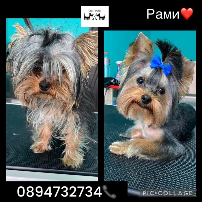 Груминг салон гр.Пловдив