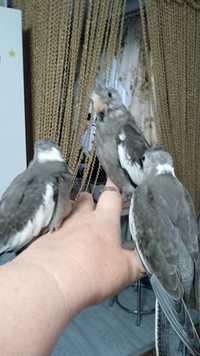 Продам птенцов попугаев карела нимфа