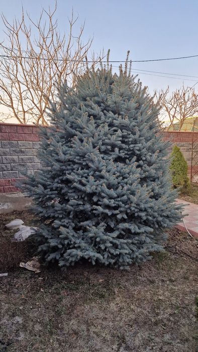 Голубая ель Блю Даймонд