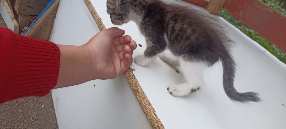 Отдам в хорошие руки котёнка