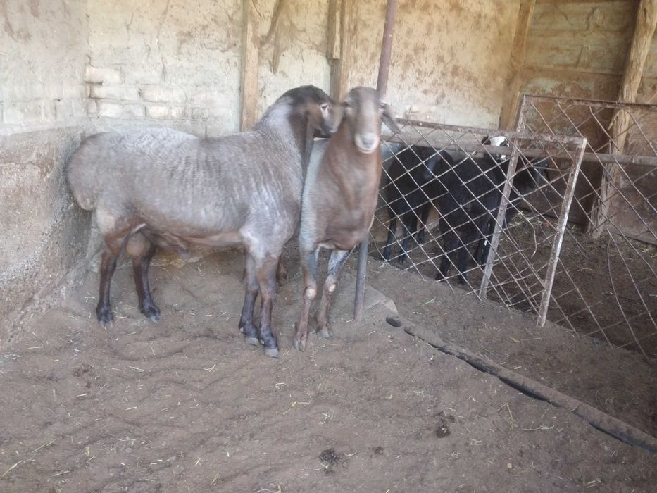 Кучкор сотилади..