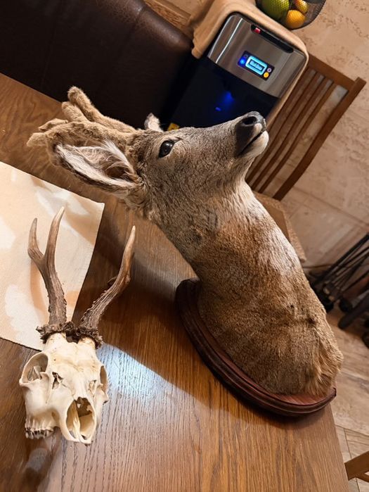 Препариран ловен трофей-сръндак