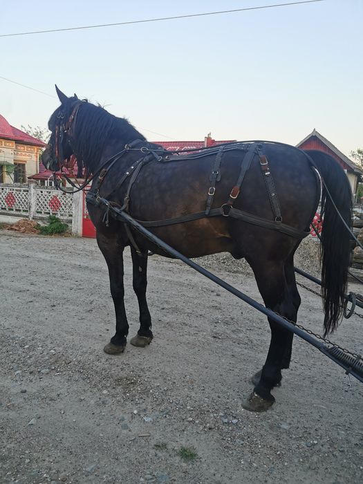 Cal de vanzare, talie mare 1,80 .