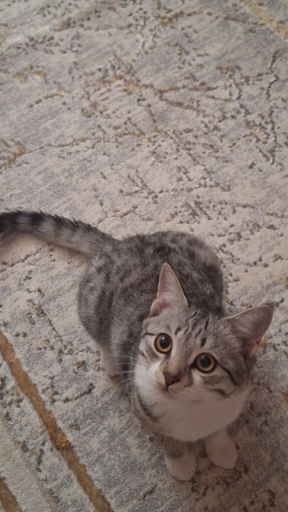 Скоттиш страйт - шотландская прямоухая кошка