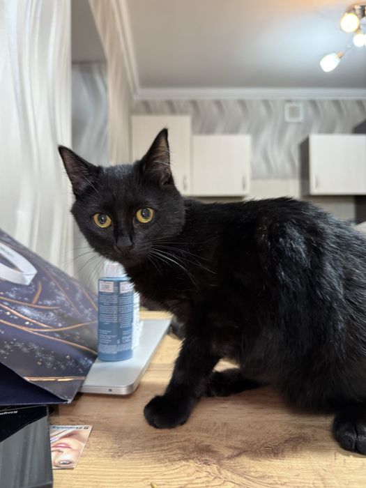 Черная кошечка, 6 месяцев