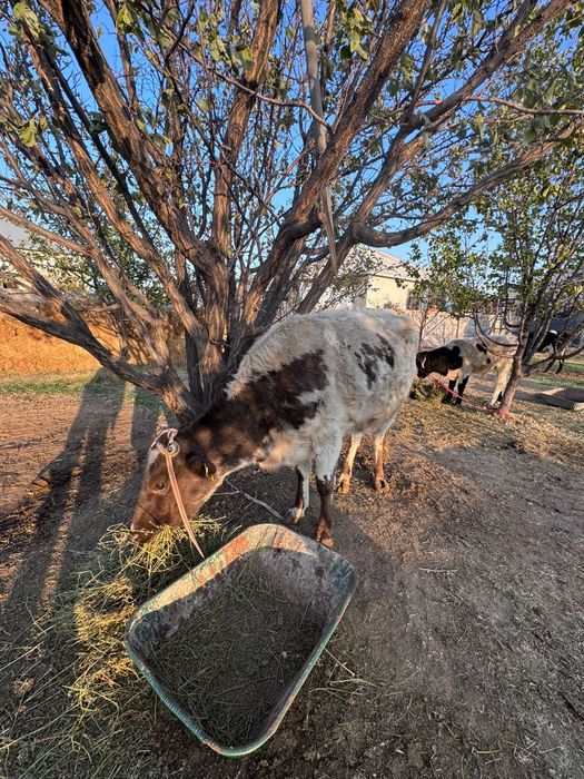 Буаз Қашар ж/е өгізше сатылады