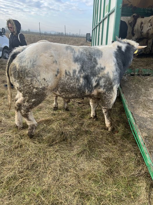 vind vitel de 8 luni 560kg cu acte pot face schimb cu caii de abator .