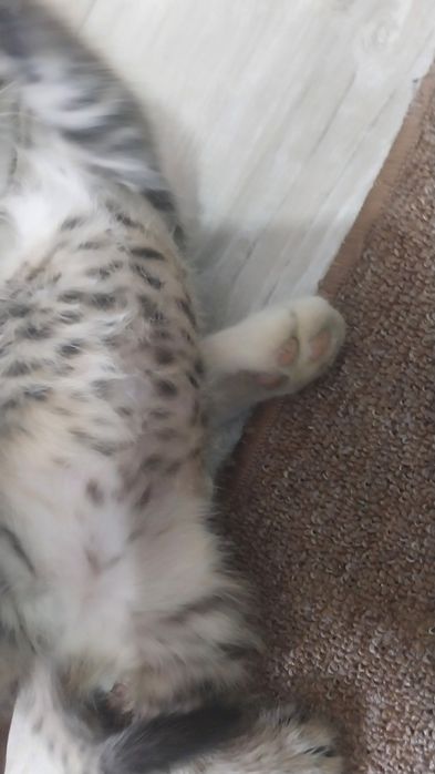 Котенок, девочка