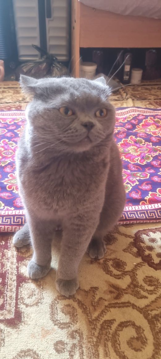 Котята британская