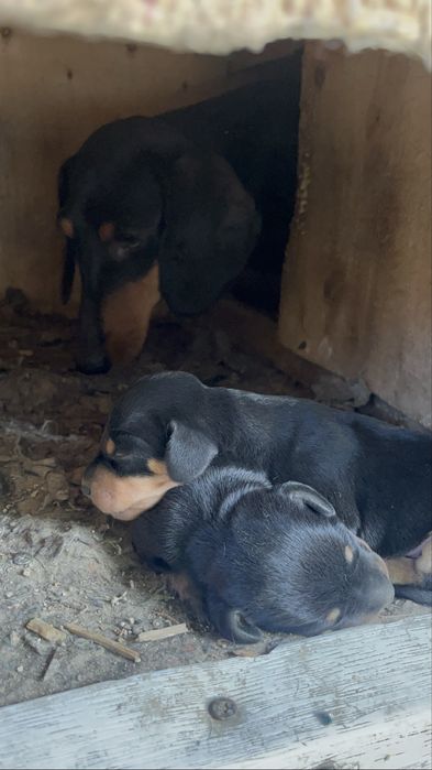 Продам щенят чистокровный таксы