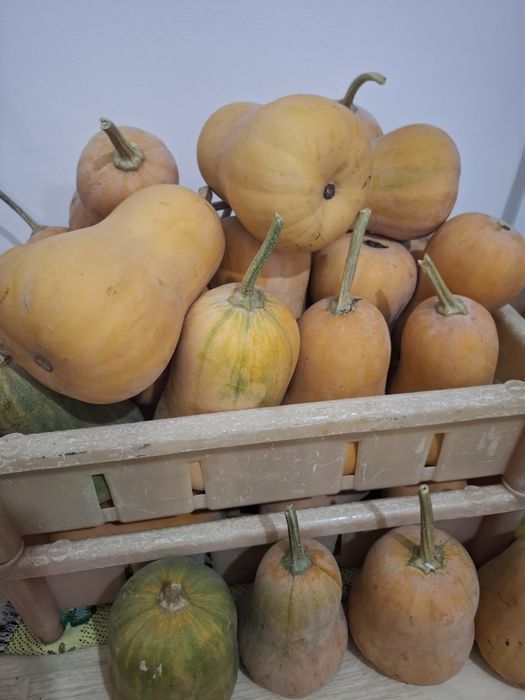 Тыква  маленькая