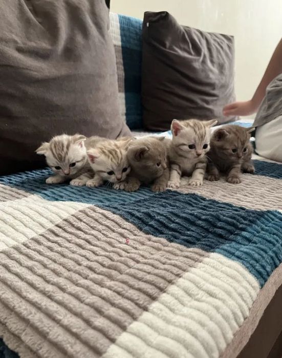 Продам котят породистые