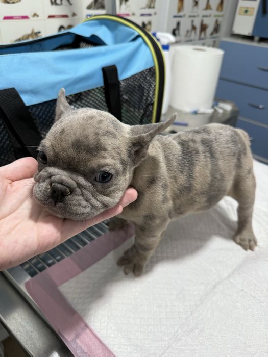 Bulldog Francez Merle / Lilac Fawn