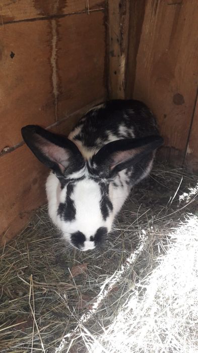 Vând iepuri românești