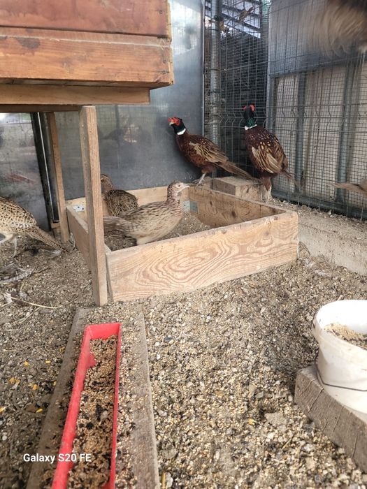 Pasari crescute  natural