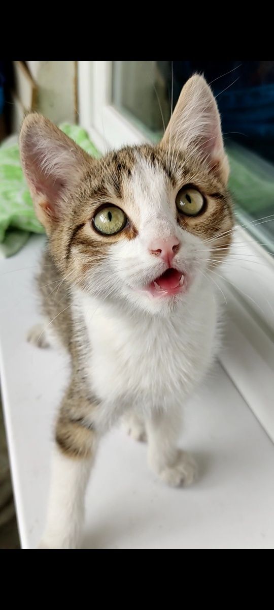 Котёнок девочка ищет своего человека!