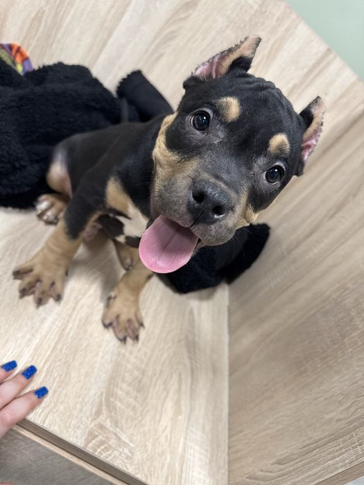 Американский булли щенки