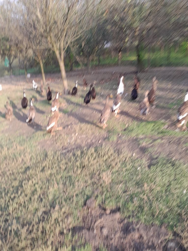 Vând rate alergatoare indiene