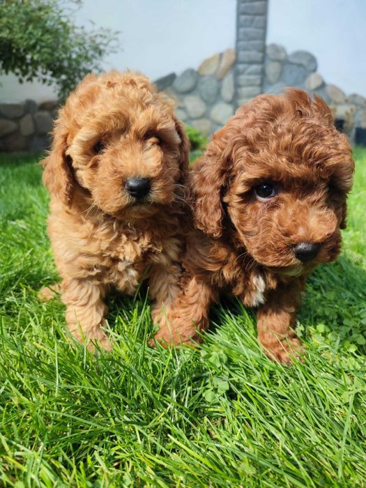 Мини Пудел/Mini Poodle