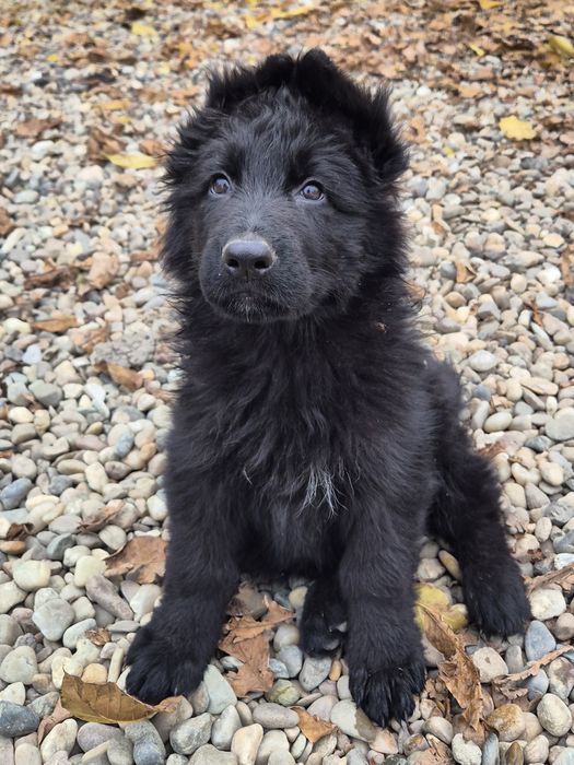 Vând Ciobanesc German cu pedigree linie de top