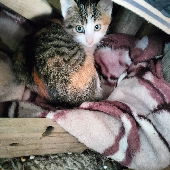 Pisici adopție pisici