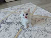 British Shorthair - baiat