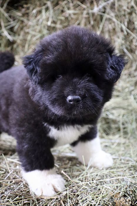 Малыши Длинношёрстный Акиты