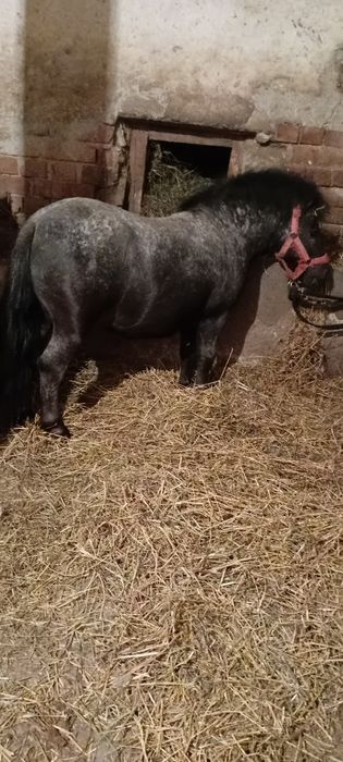 Vand armasar poni